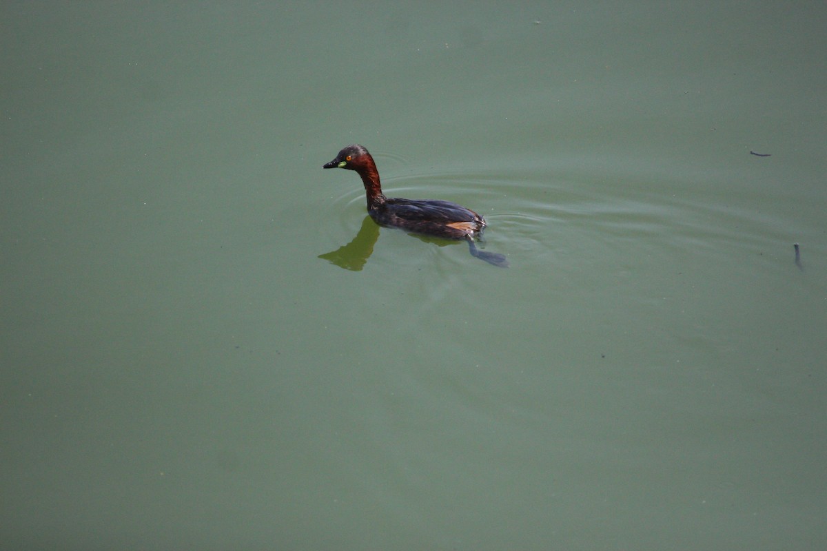 Little Grebe - ML617969789