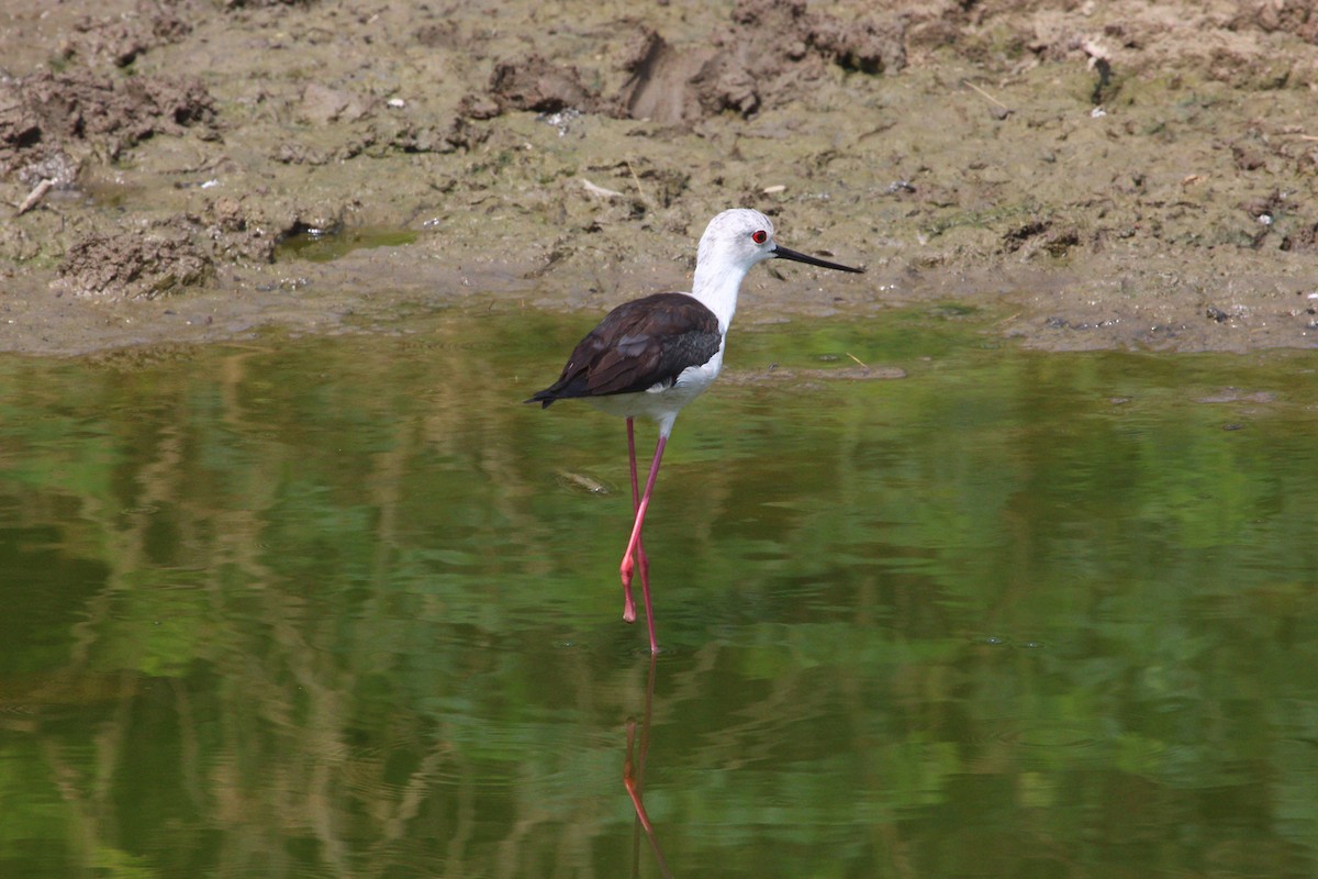 Black-winged Stilt - ML617969803