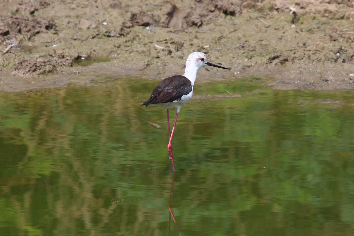 Black-winged Stilt - ML617969804