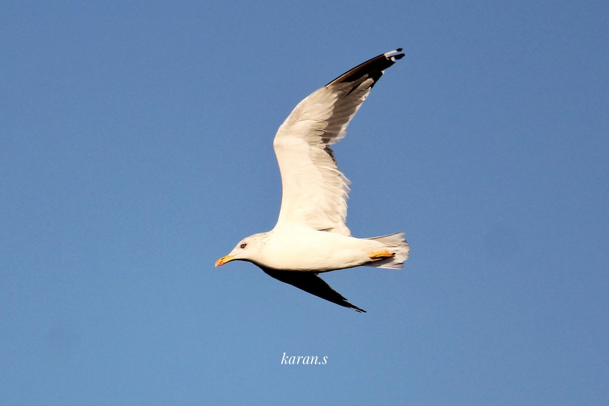 Lesser Black-backed Gull - ML617969808