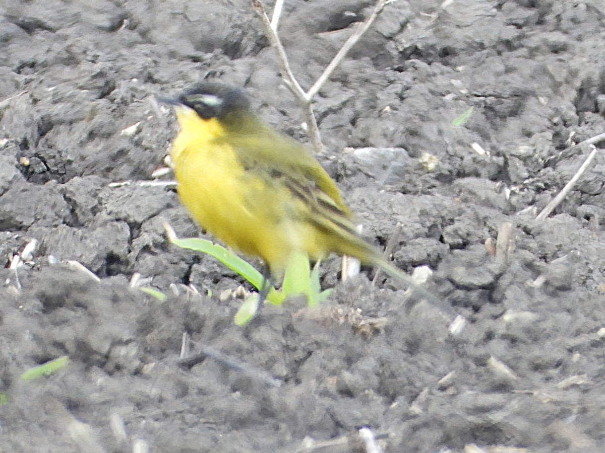Western Yellow Wagtail - Ivan V