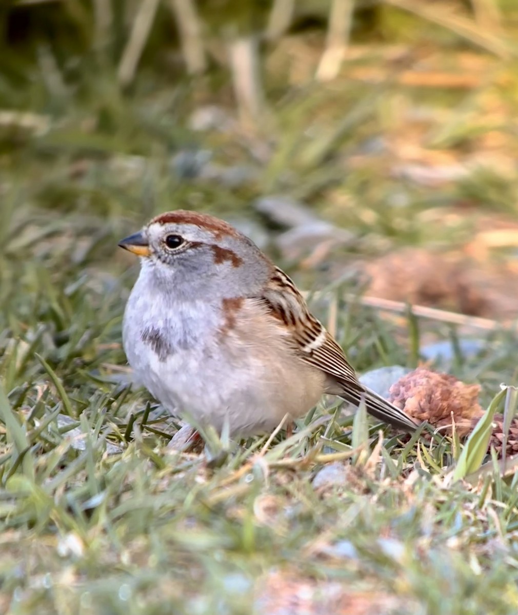 American Tree Sparrow - ML617969860