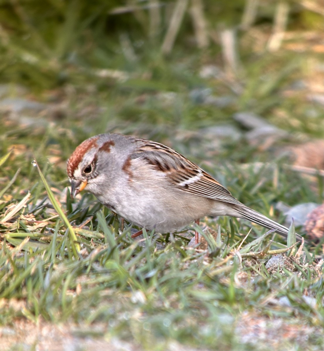 American Tree Sparrow - ML617969861