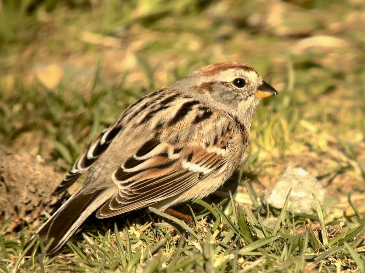 American Tree Sparrow - Detlef Buettner