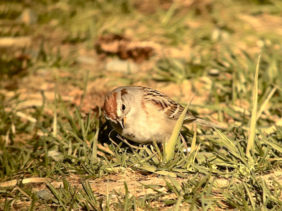 American Tree Sparrow - ML617969863