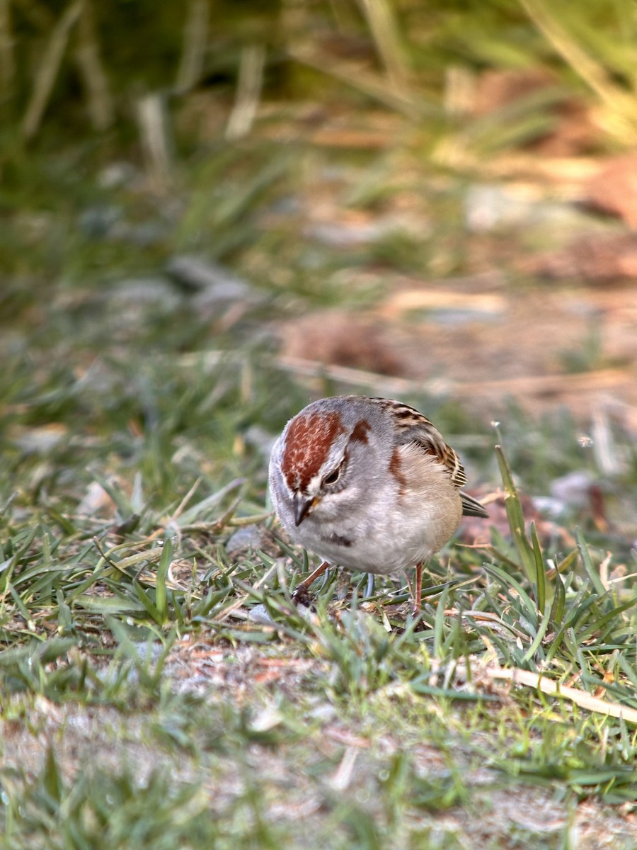 American Tree Sparrow - ML617969864