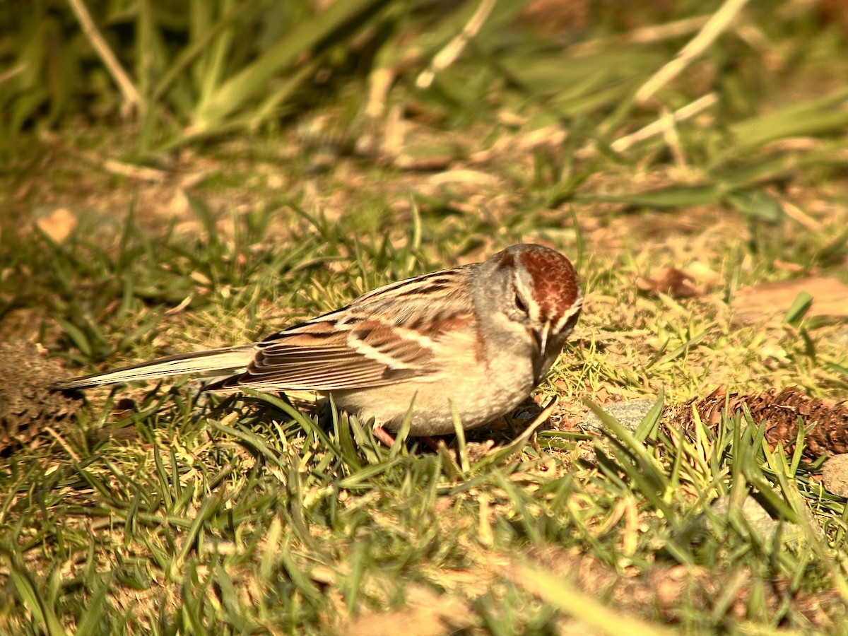 American Tree Sparrow - ML617969867