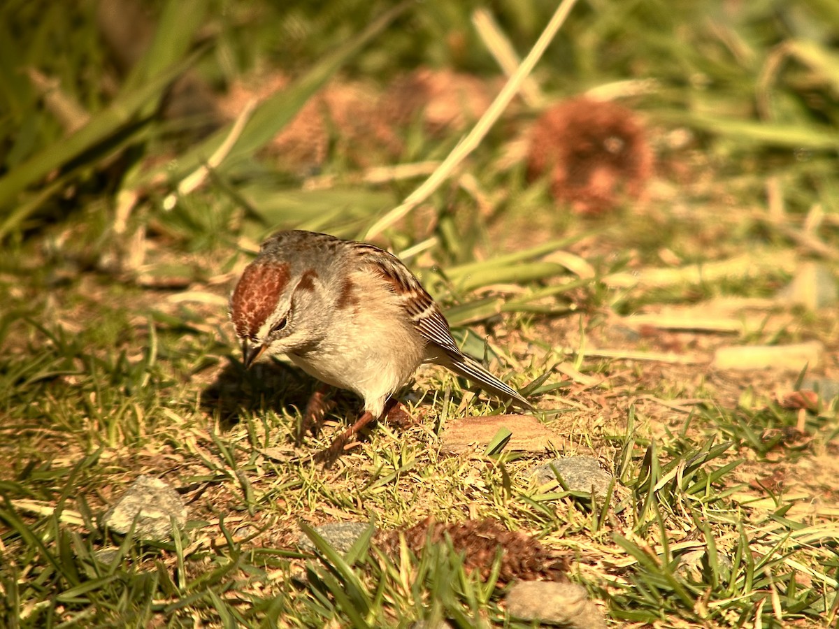 American Tree Sparrow - Detlef Buettner