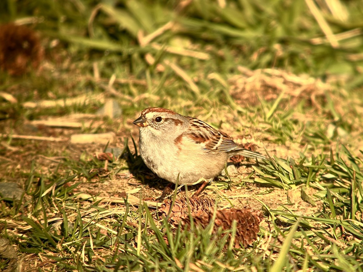 American Tree Sparrow - Detlef Buettner