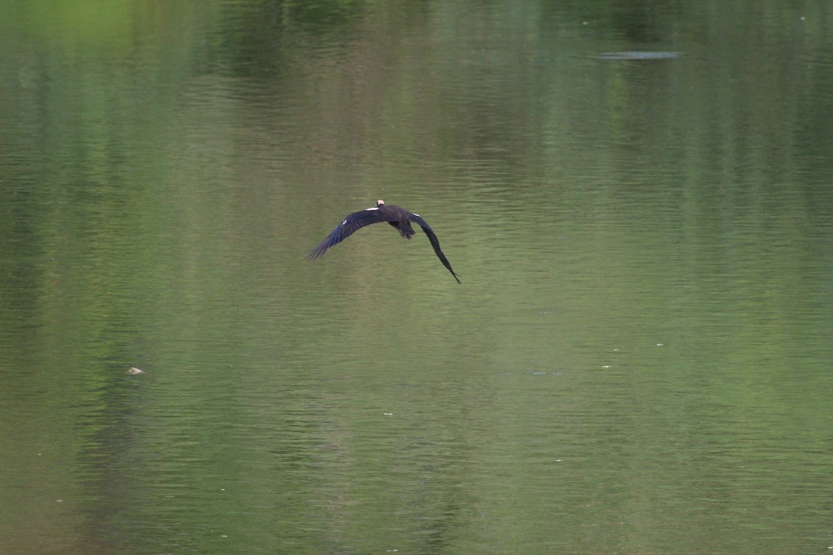 Red-naped Ibis - ML617969897