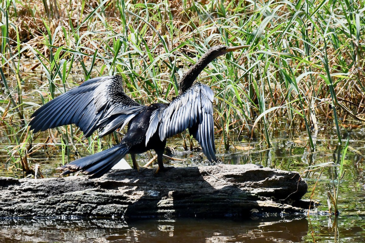 Anhinga - Kelvin Bodden