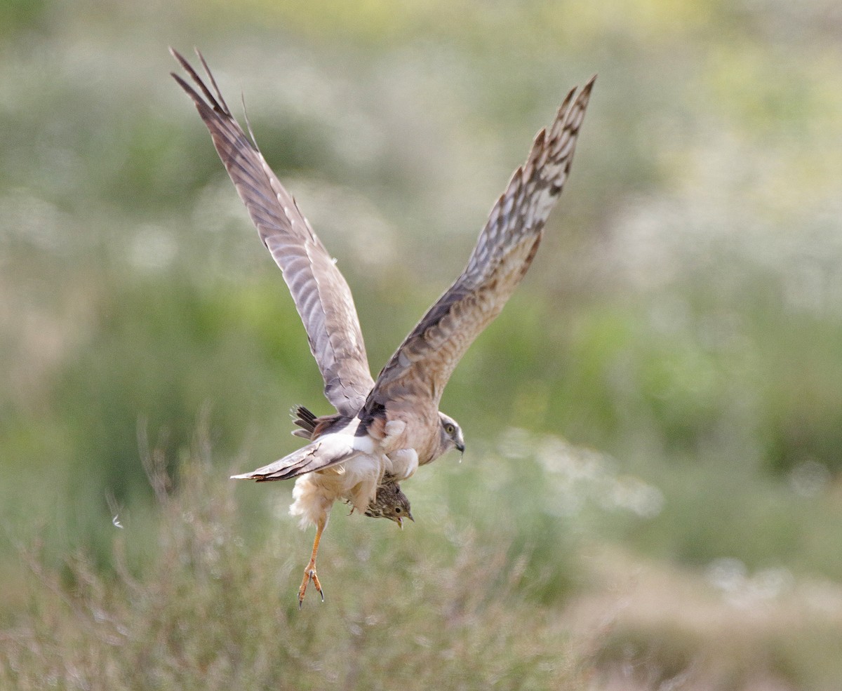 Pallid Harrier - ML617969960