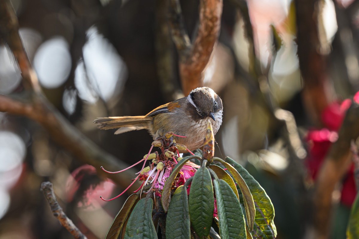 White-browed Fulvetta - Sudhir Paul