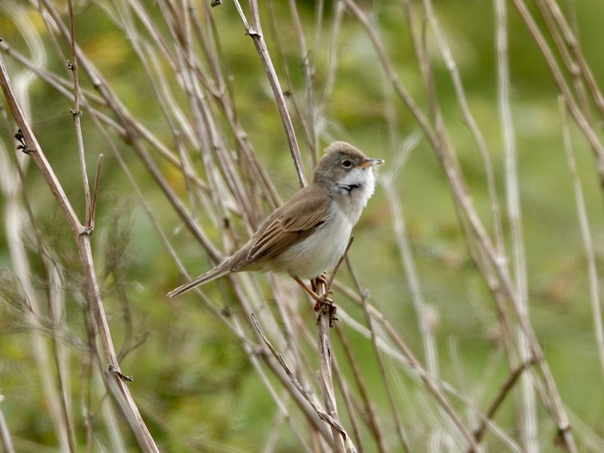 Greater Whitethroat - Andy Ryde