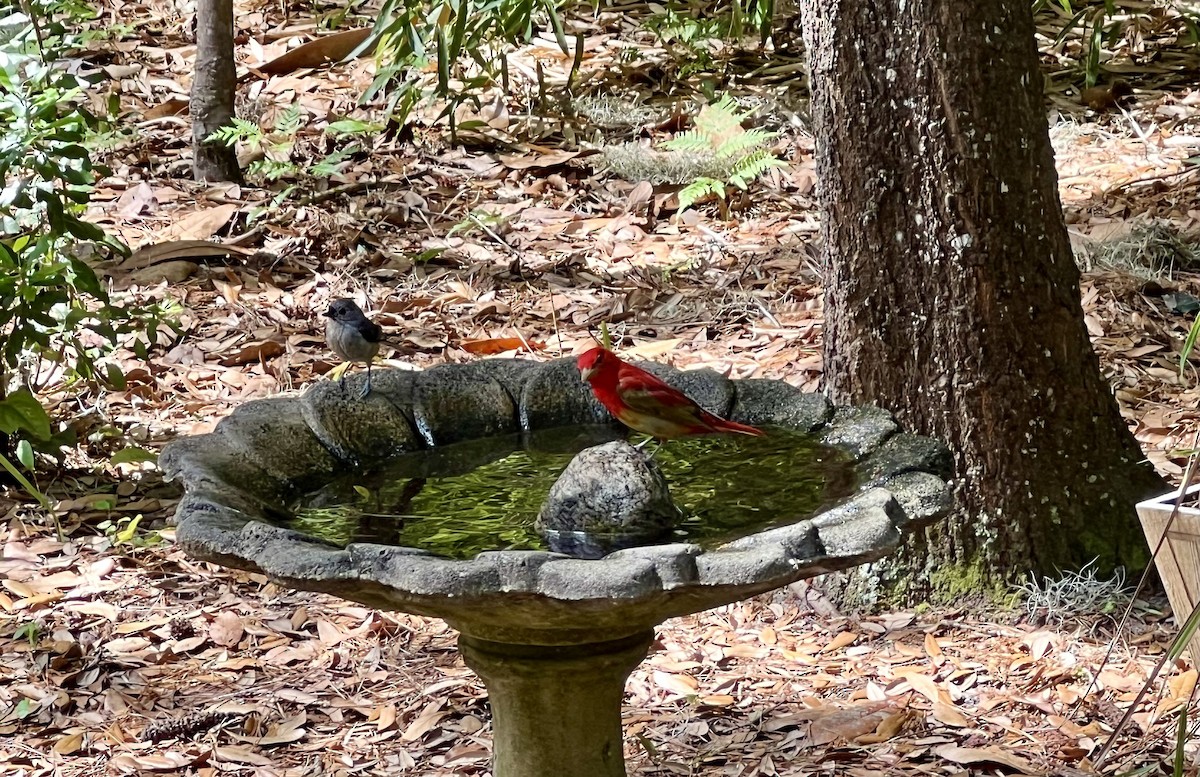 Summer Tanager - ML617970018