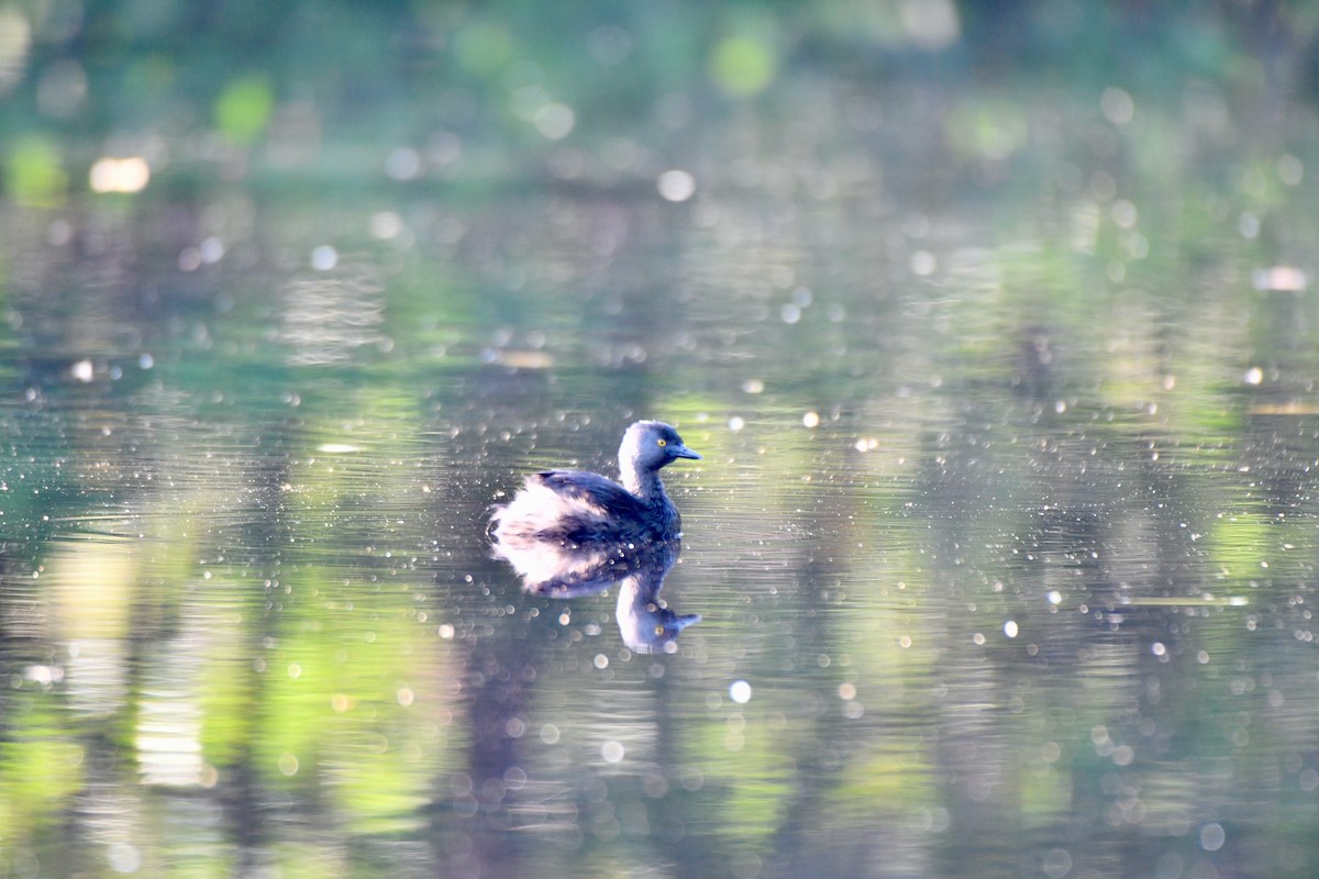 Least Grebe - Kelvin Bodden