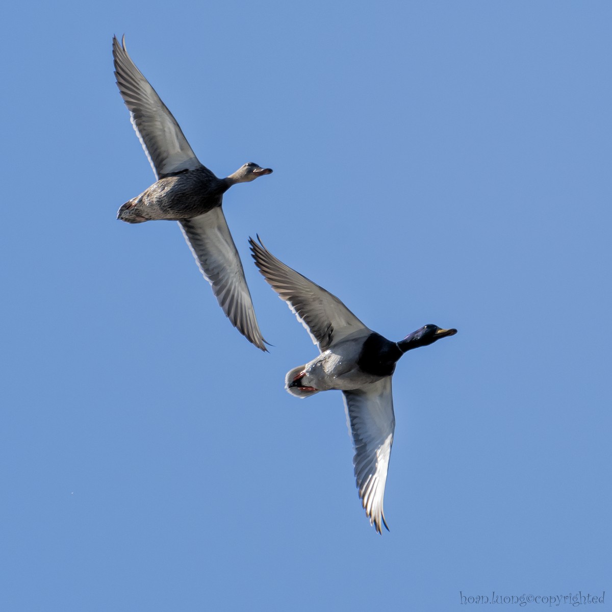 Mallard - hoan luong