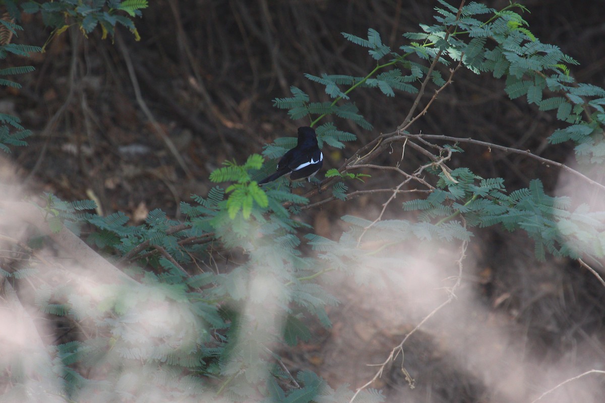 Oriental Magpie-Robin - ML617970041