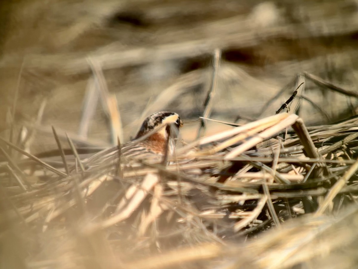 Lapland Longspur - Detlef Buettner