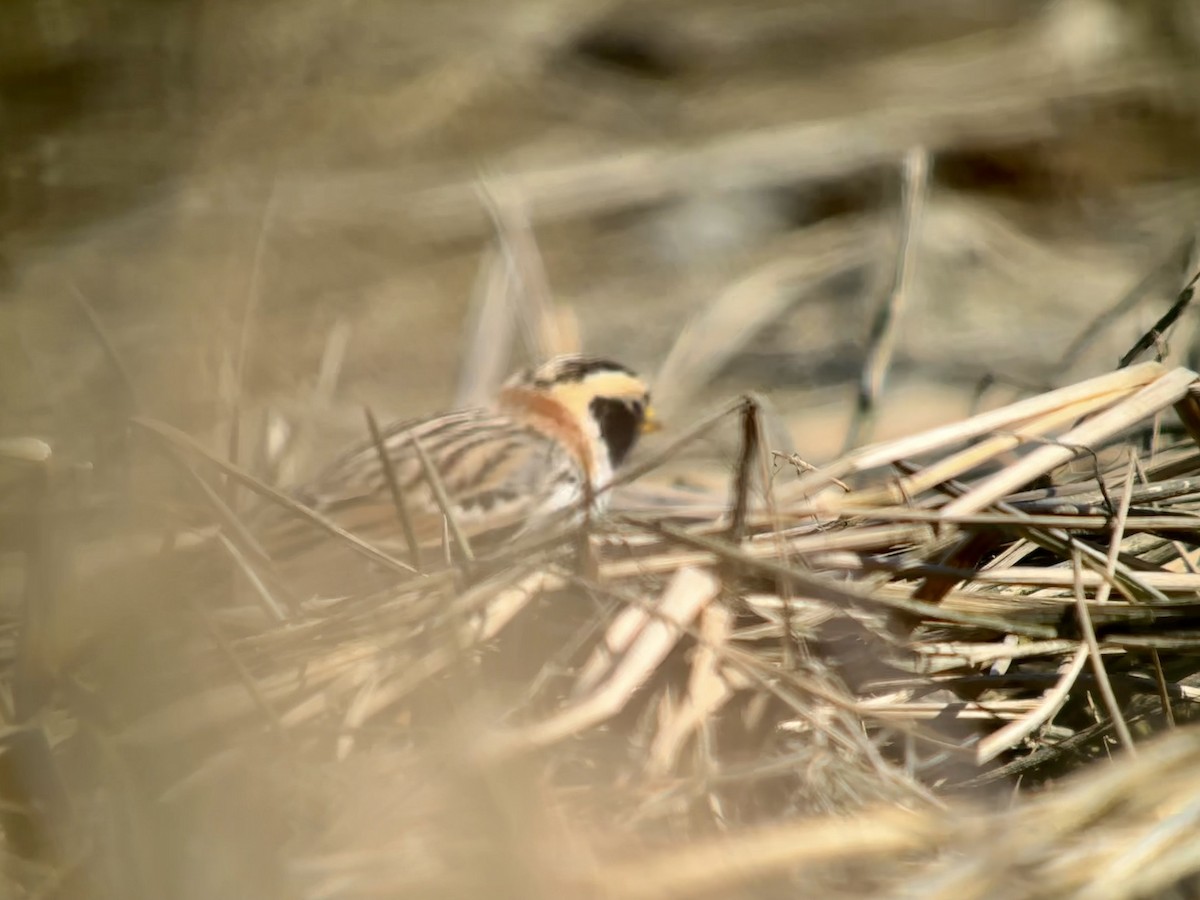 Lapland Longspur - Detlef Buettner