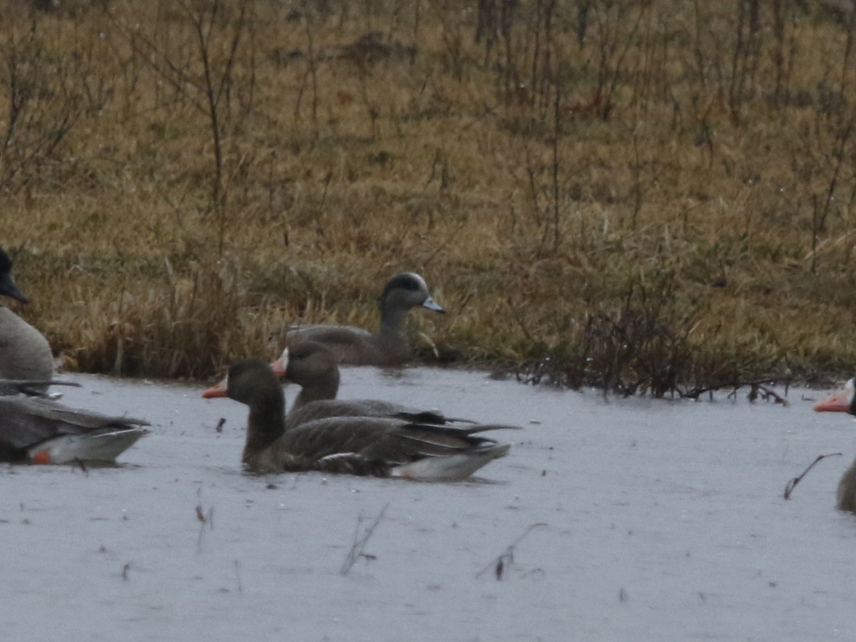 American Wigeon - ML617970057