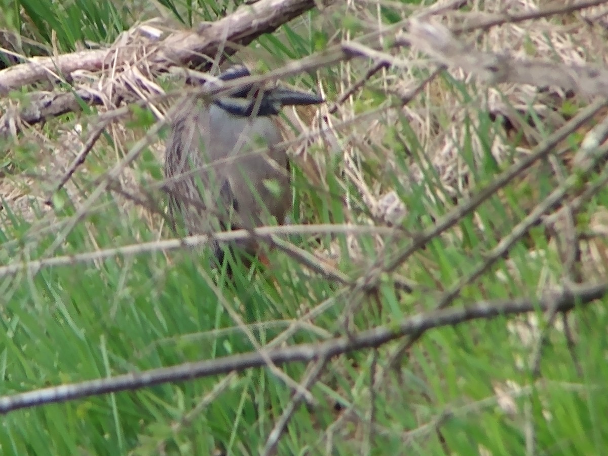 Yellow-crowned Night Heron - ML617970063