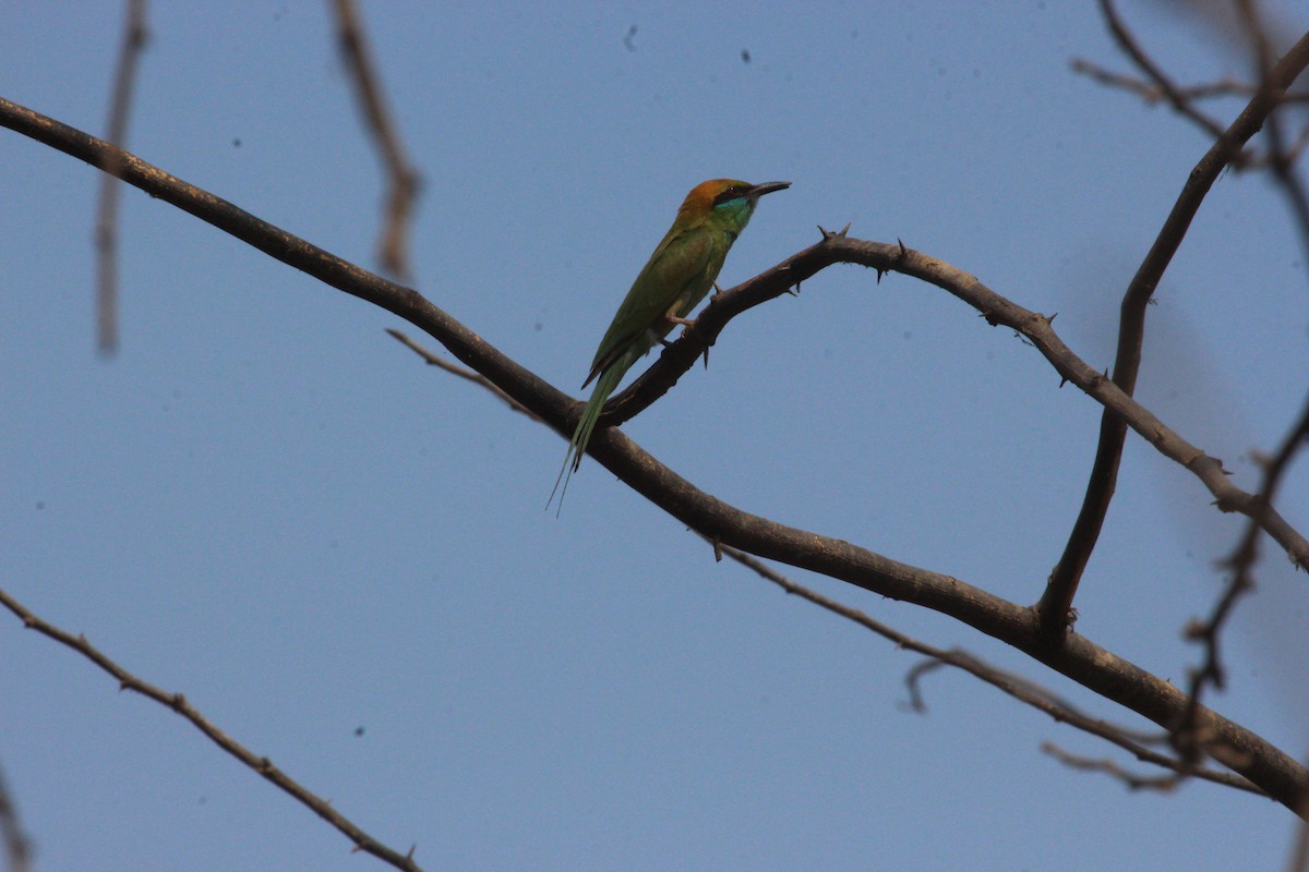 Asian Green Bee-eater - ML617970075