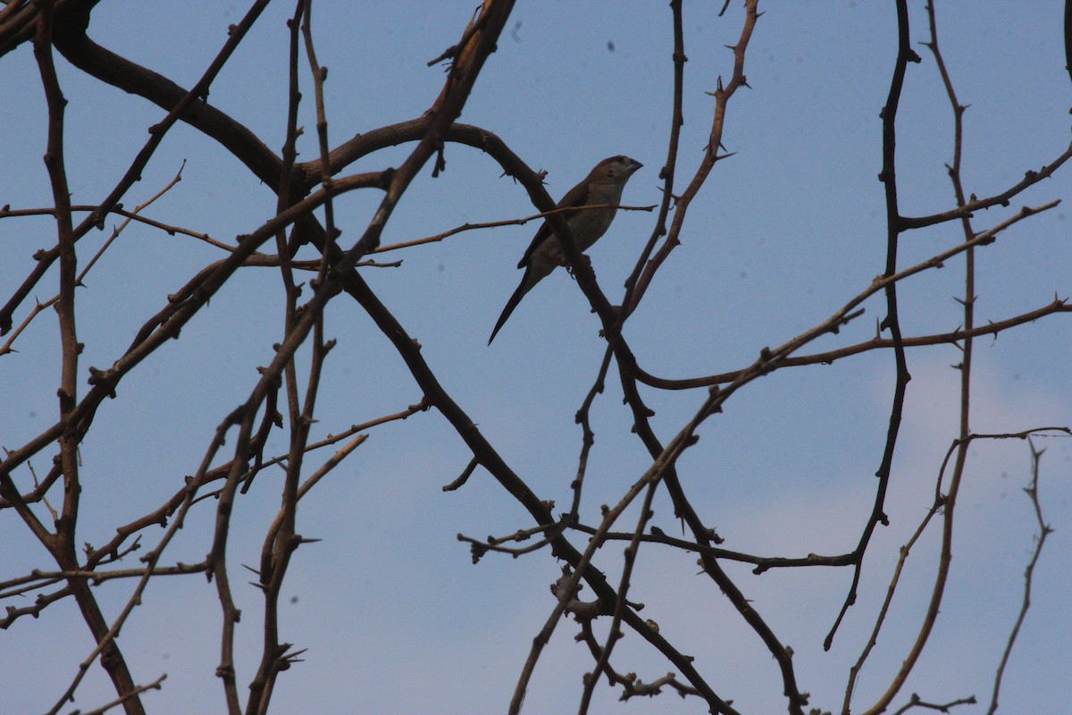 Indian Silverbill - ML617970076