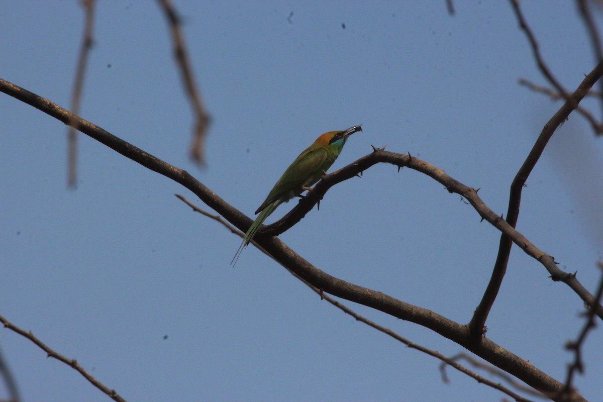 Asian Green Bee-eater - ML617970077