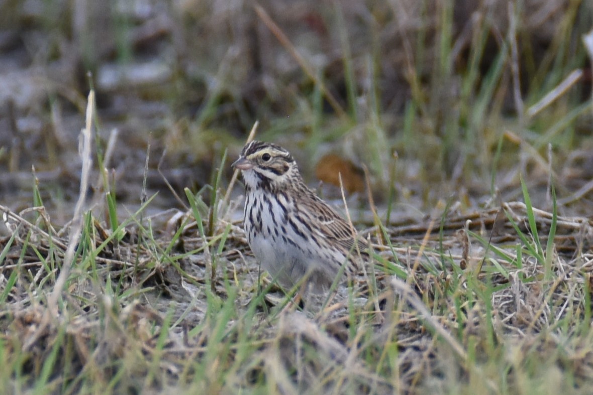 Savannah Sparrow - ML617970090