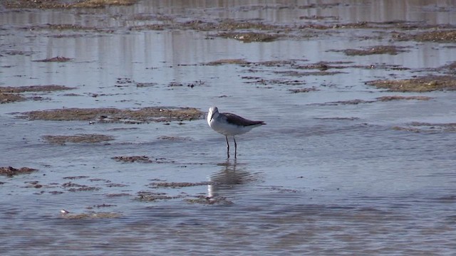 Common Greenshank - ML617970104