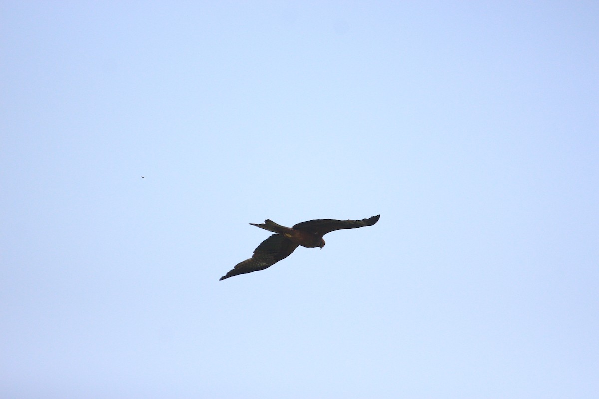 Black Kite - ML617970117