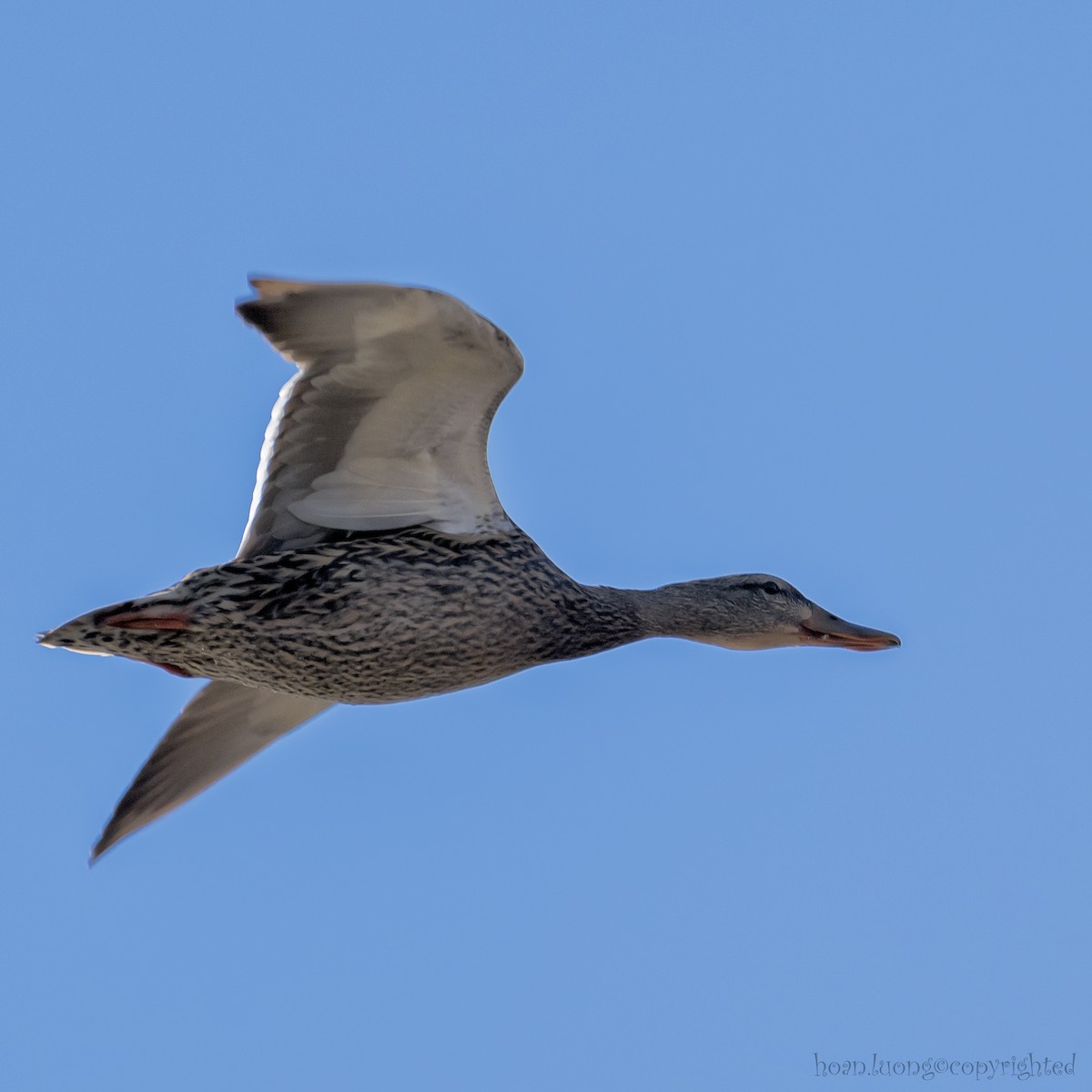 Mallard - hoan luong