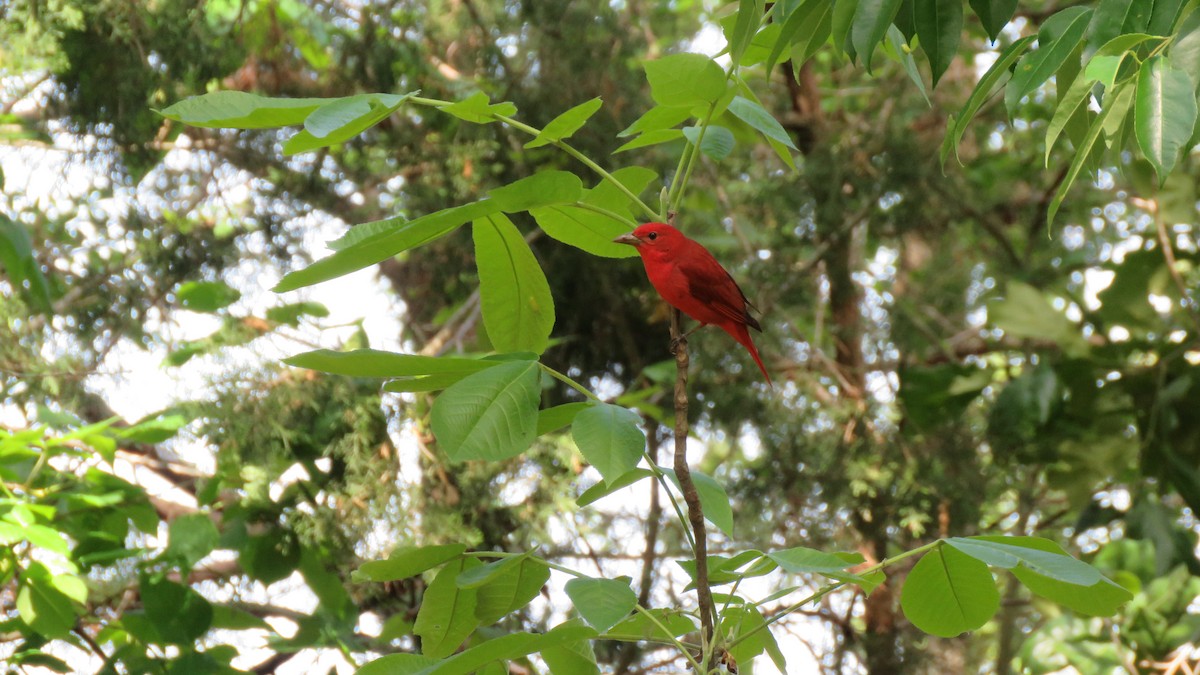 Summer Tanager - ML617970126