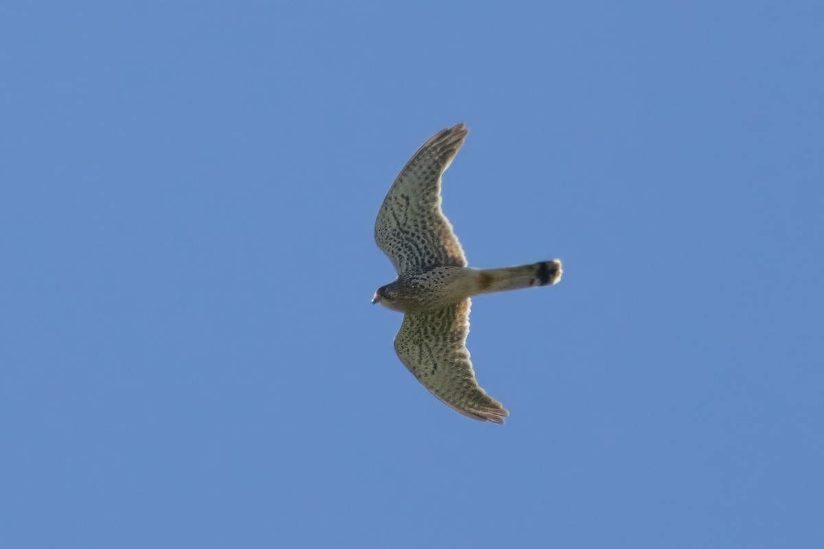 Eurasian Kestrel - José Nunes