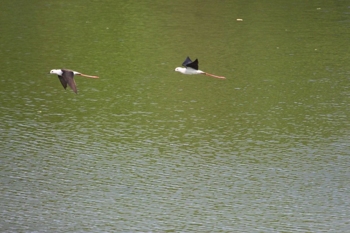 Black-winged Stilt - ML617970130