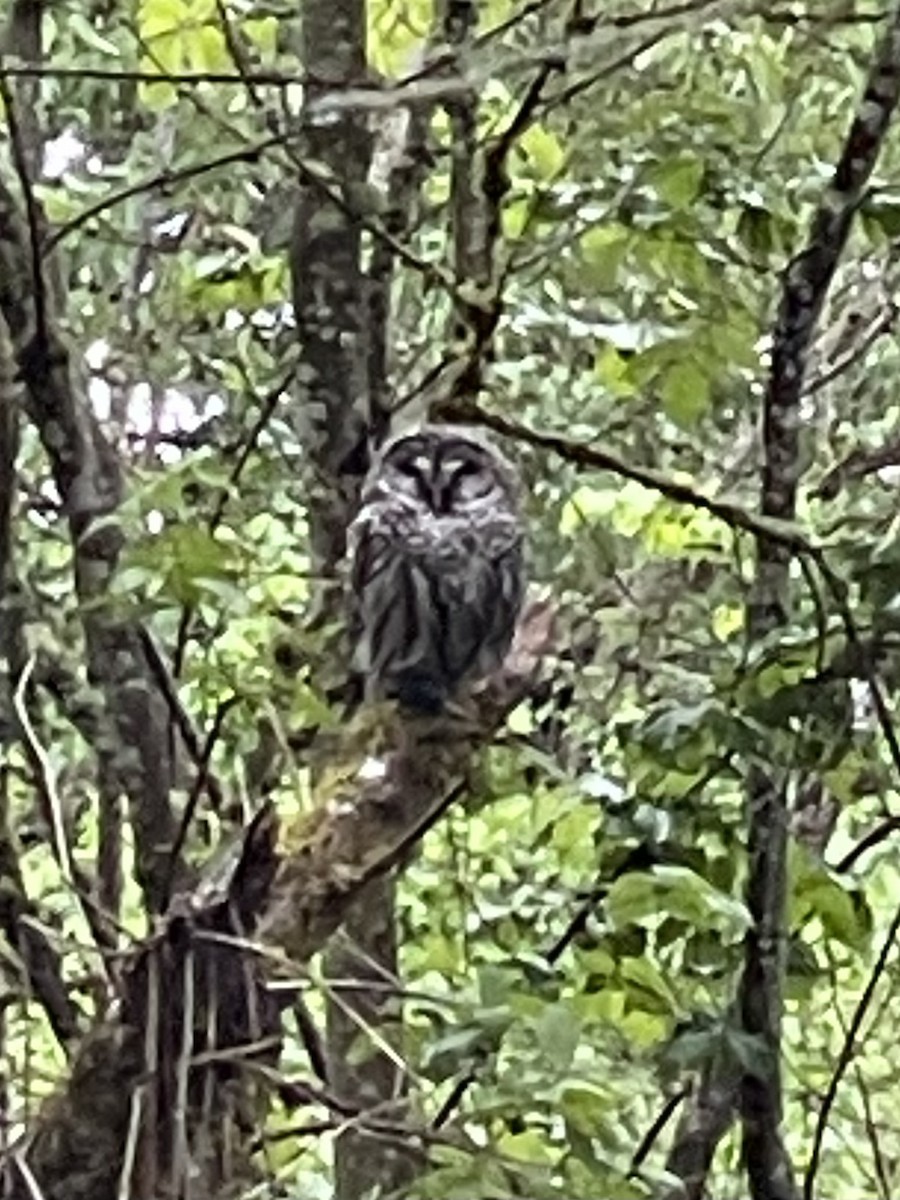 Barred Owl - ML617970179