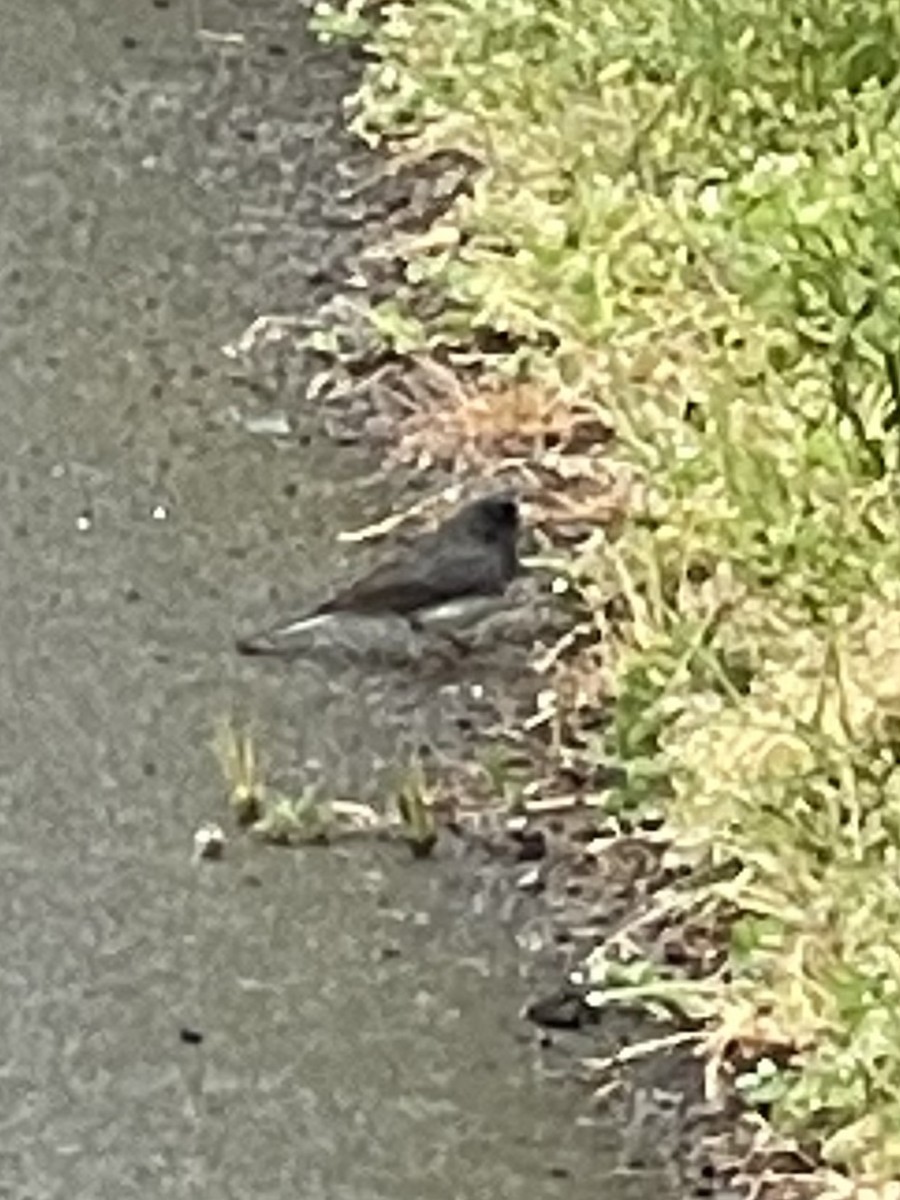 Junco ardoisé (hyemalis/carolinensis) - ML617970184