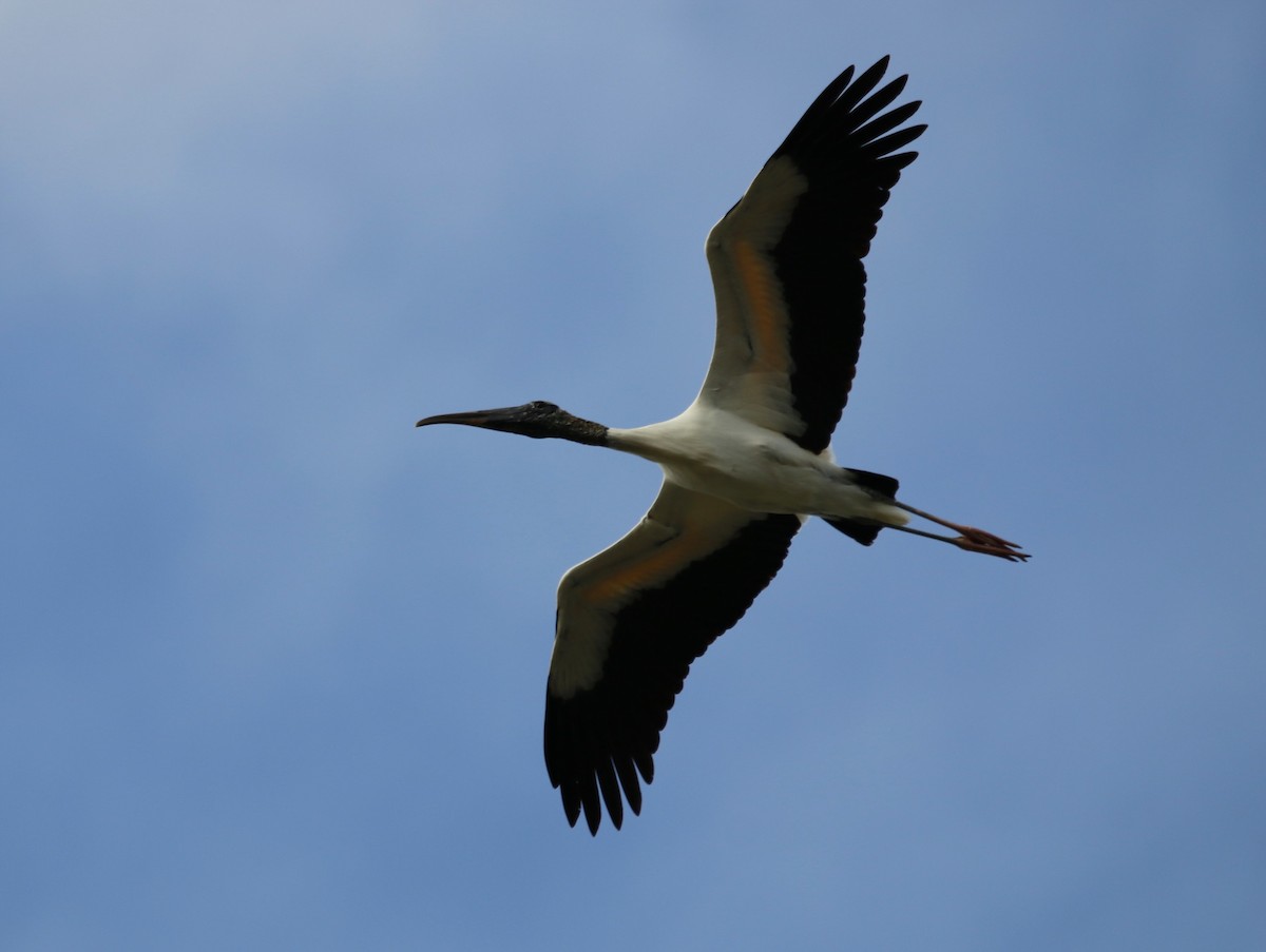 Wood Stork - ML617970191