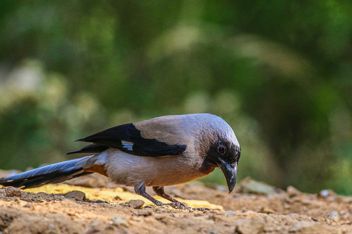 Gray Treepie - ML617970215