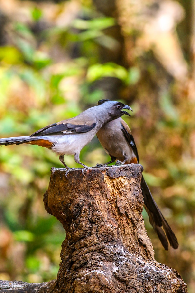 Gray Treepie - ML617970216