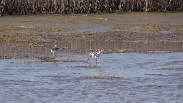 Common Greenshank - ML617970218