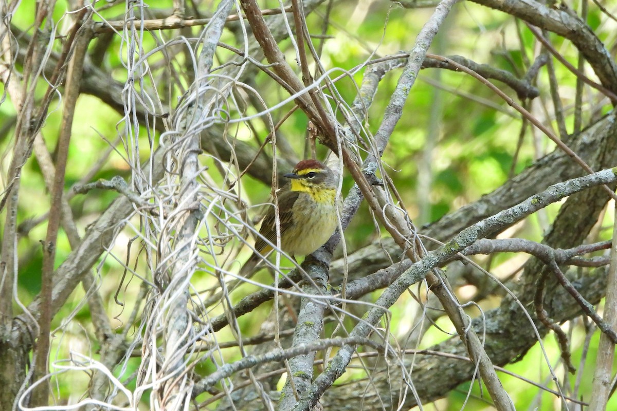 Paruline à couronne rousse - ML617970222