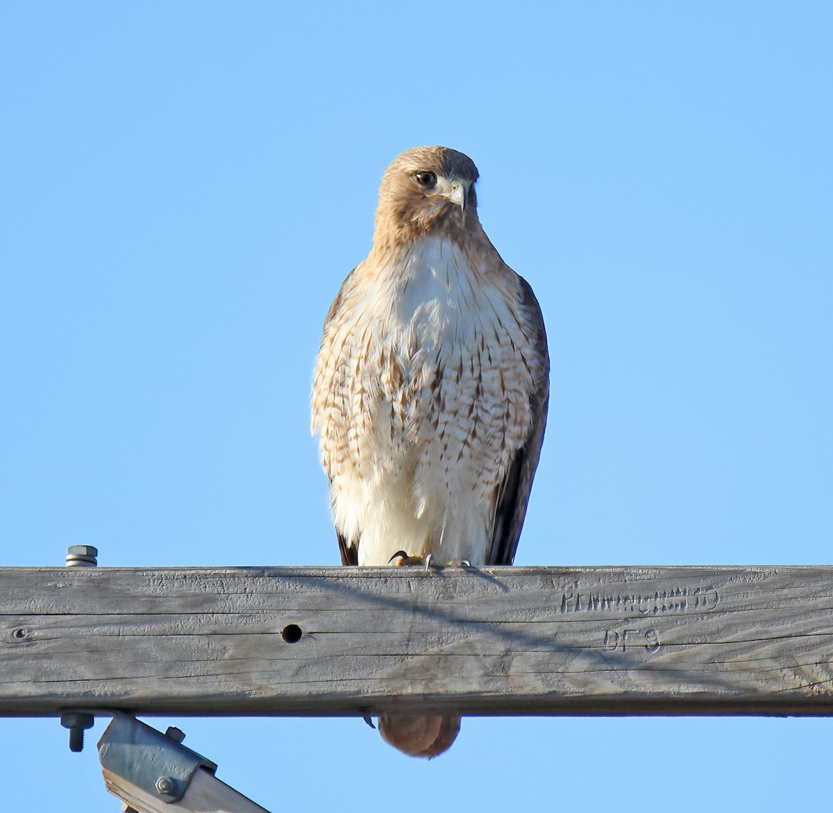 Red-tailed Hawk - Elizabeth Winter