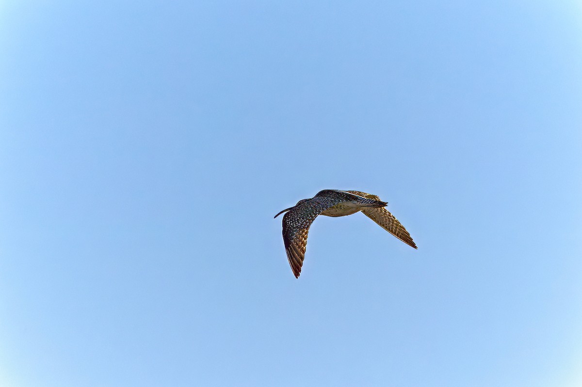 Whimbrel/Eurasian Curlew - ML617970233