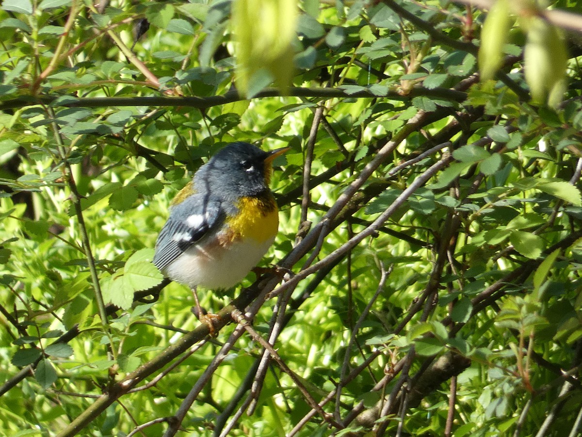 Northern Parula - ML617970237