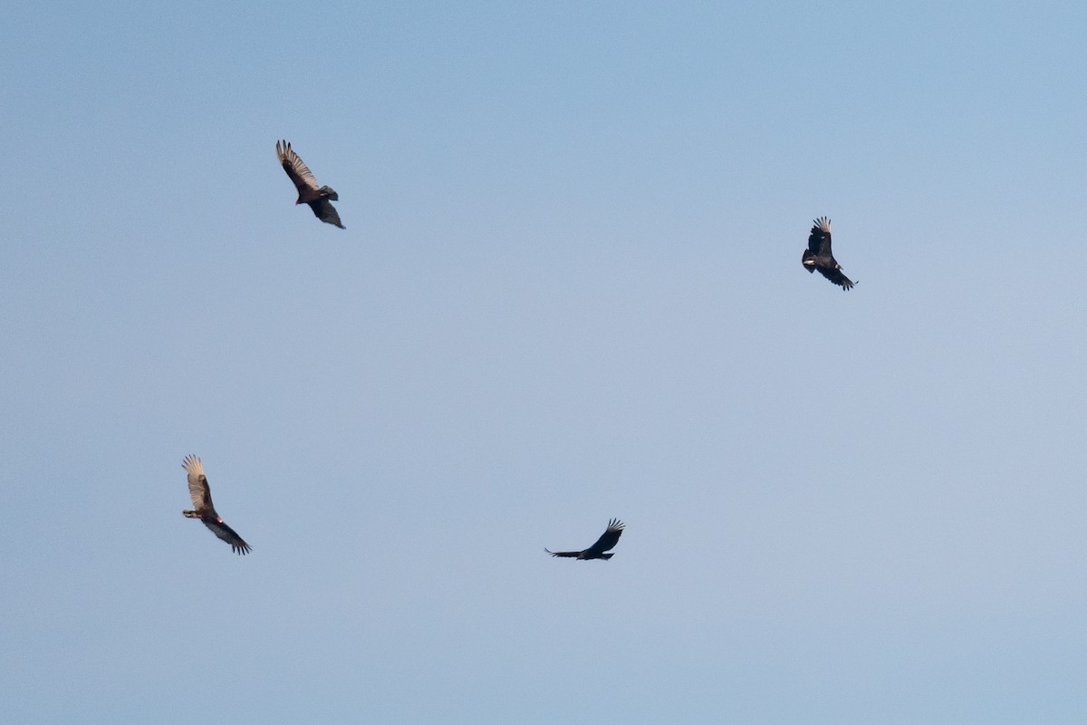 Black Vulture - ML617970238