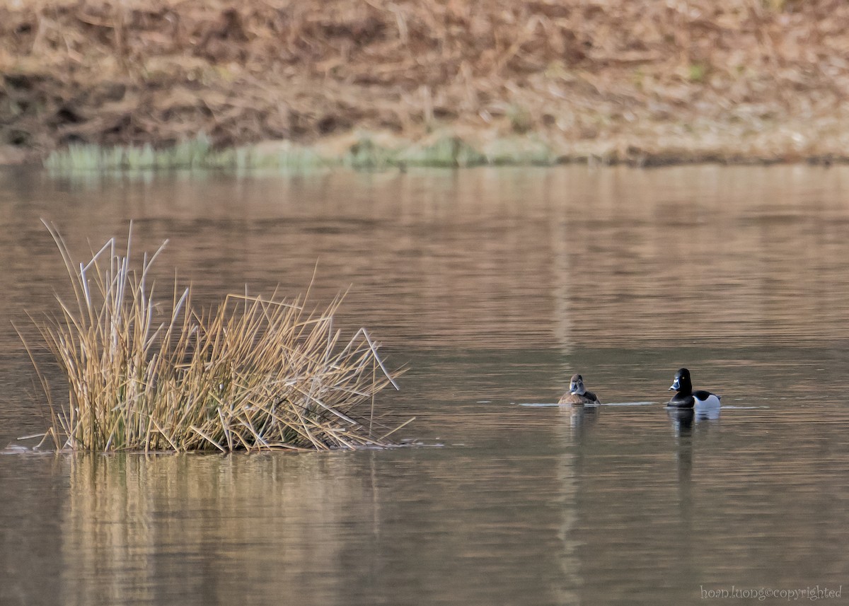 Ring-necked Duck - hoan luong