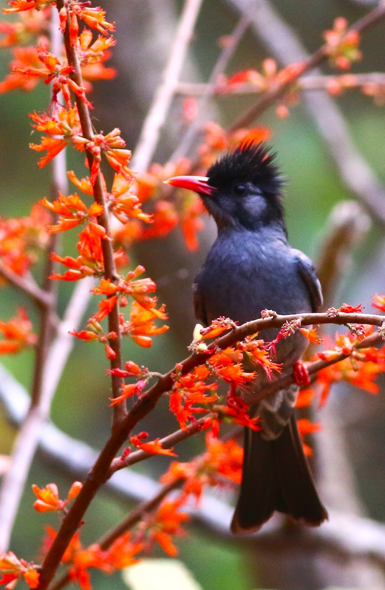 Black Bulbul - ML617970244