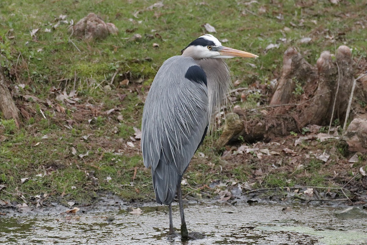 Great Blue Heron - Lee Payne